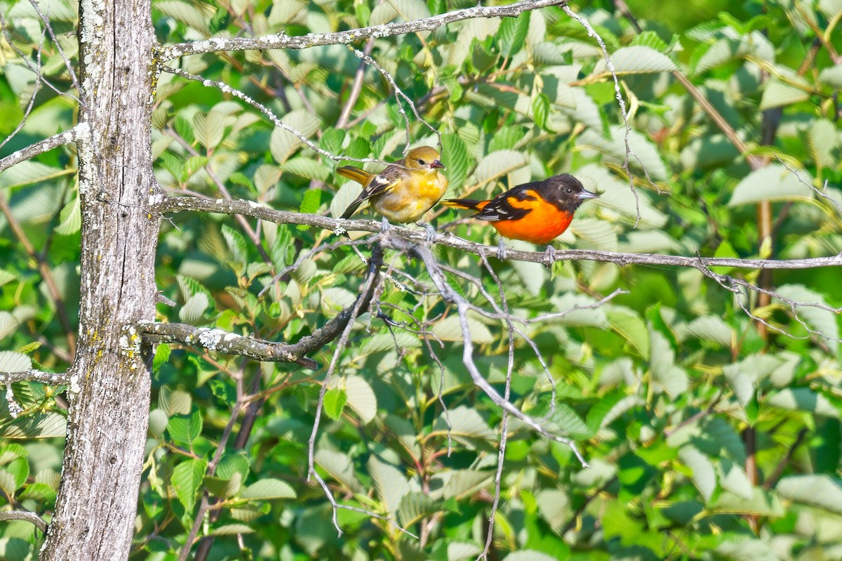 Baltimore Oriole - ML638424353
