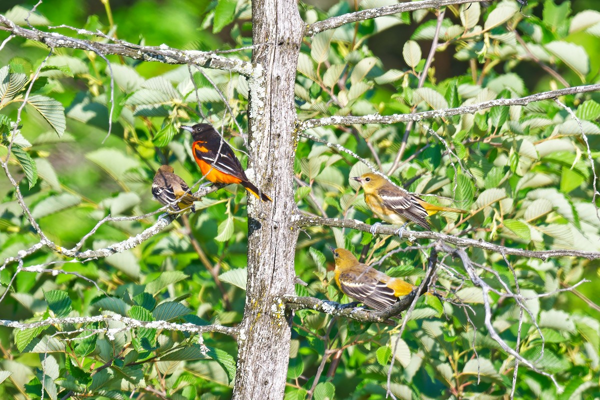 Baltimore Oriole - ML638424354