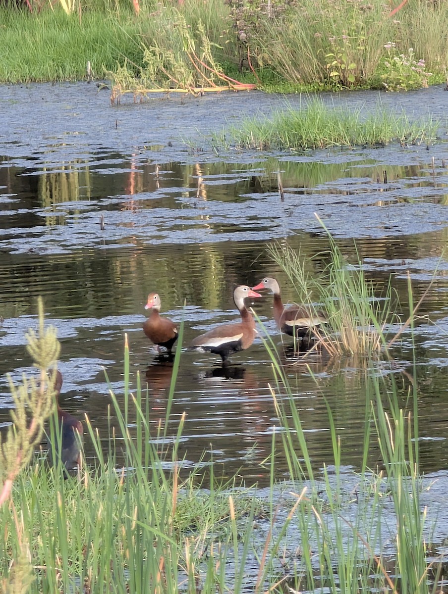 Black-bellied Whistling-Duck - ML638424358
