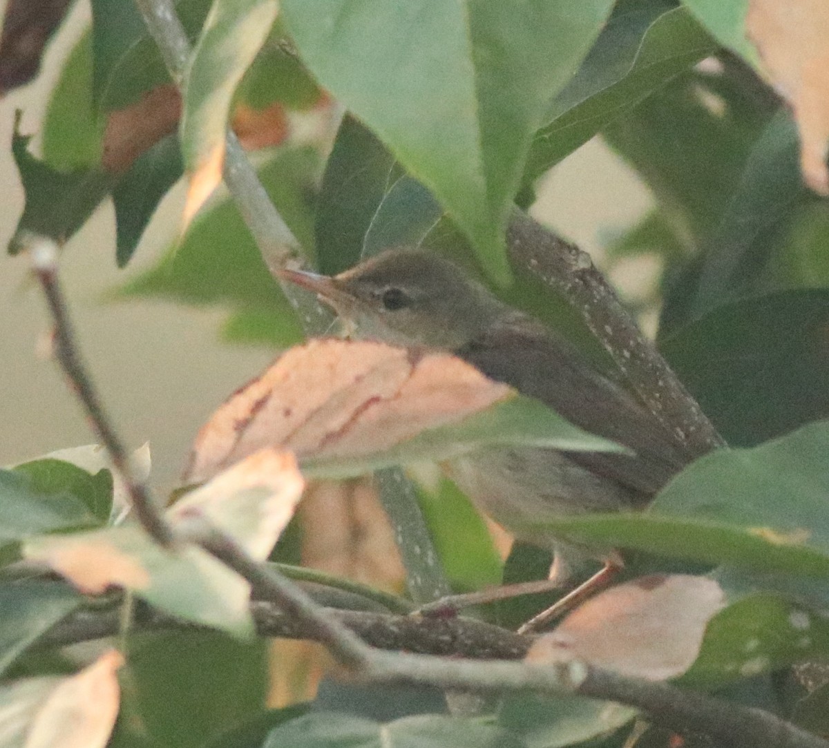 Blyth's Reed Warbler - ML638424360