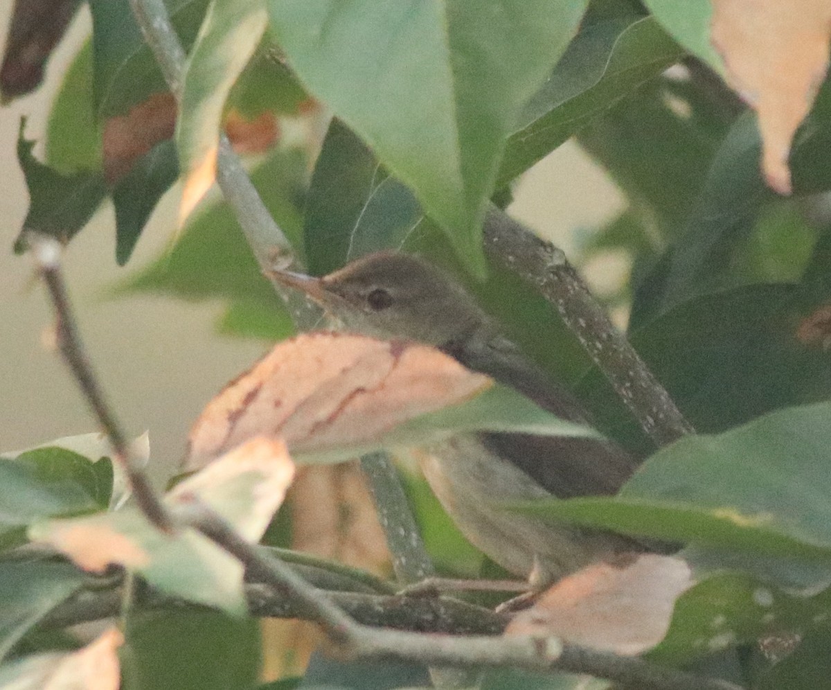 Blyth's Reed Warbler - ML638424361