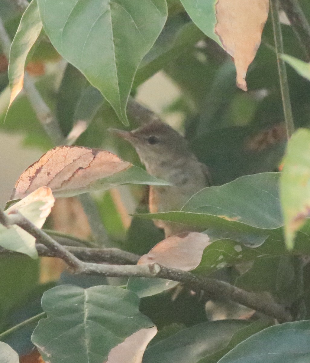 Blyth's Reed Warbler - ML638424362