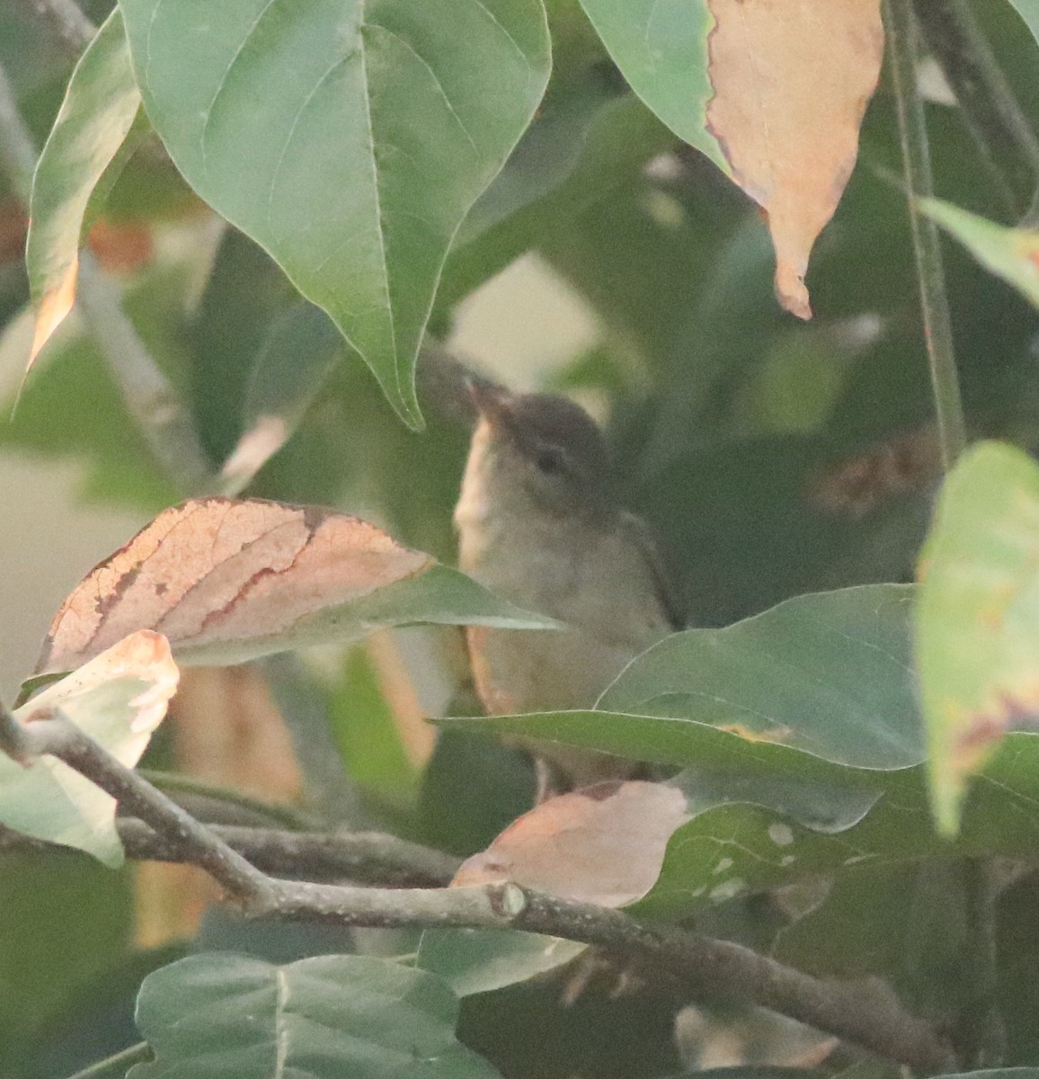 Blyth's Reed Warbler - ML638424363