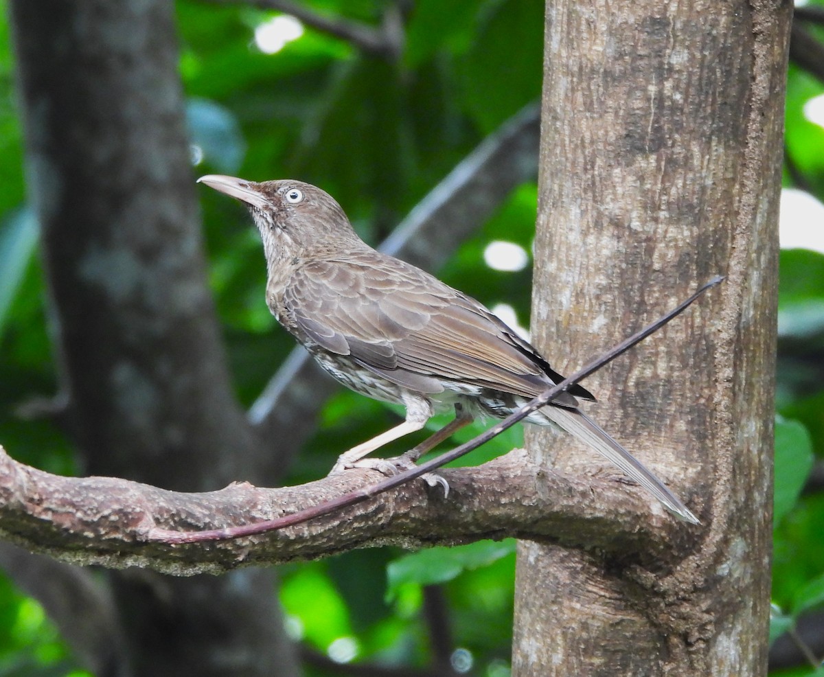 Pearly-eyed Thrasher - ML638424365