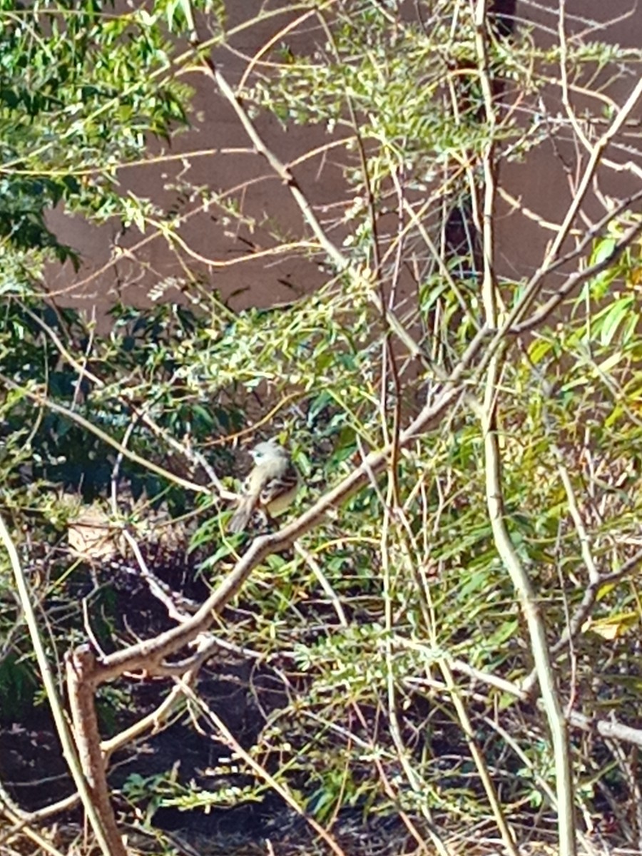 Straneck's Tyrannulet - ML638424366