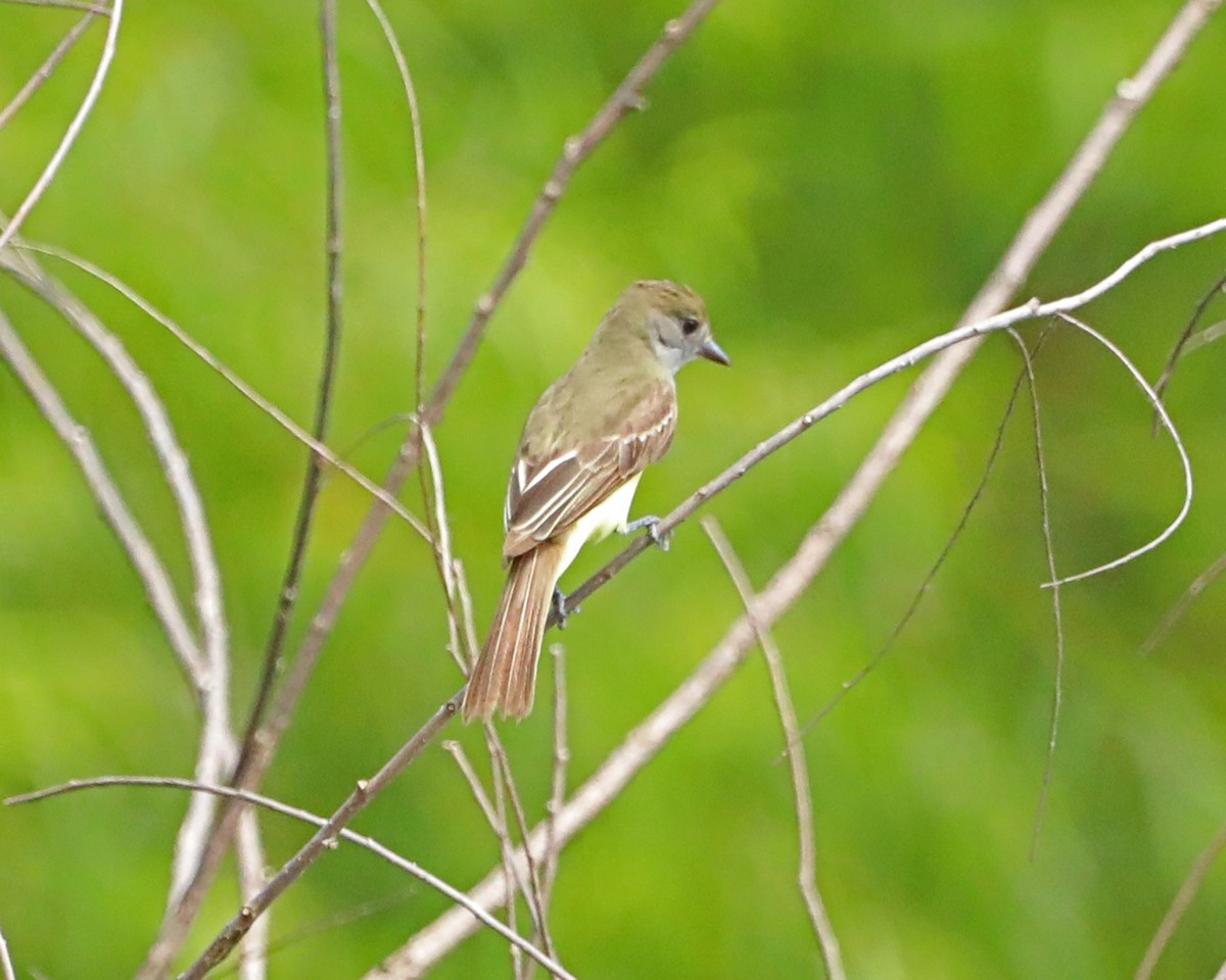 Great Crested Flycatcher - ML638424367