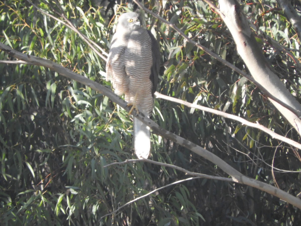 Brown Goshawk - ML638424370