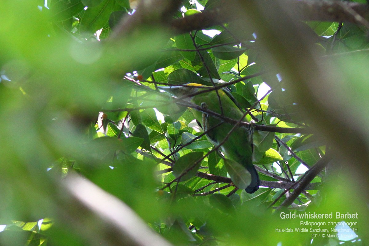 Gold-whiskered Barbet (Gold-whiskered) - ML638424373