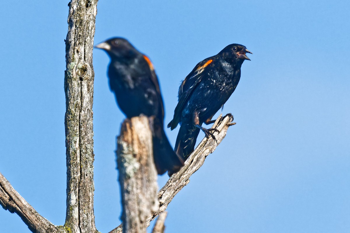 Red-winged Blackbird - ML638424374