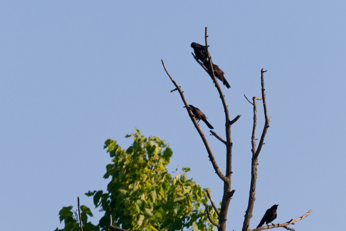 Common Grackle - ML638424381