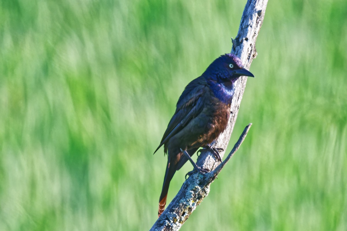 Common Grackle - ML638424382