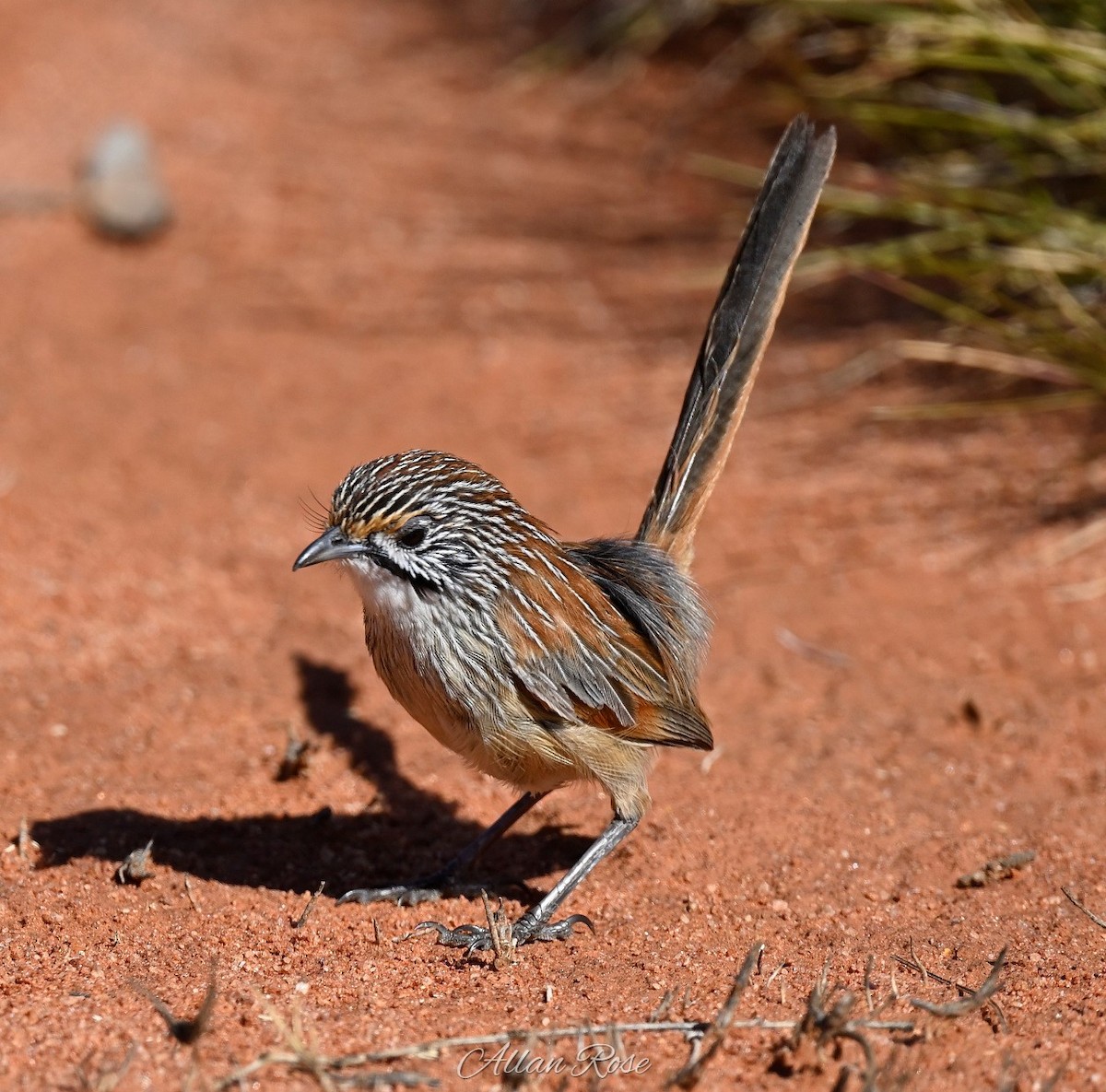 Sandhill Grasswren - ML638424385