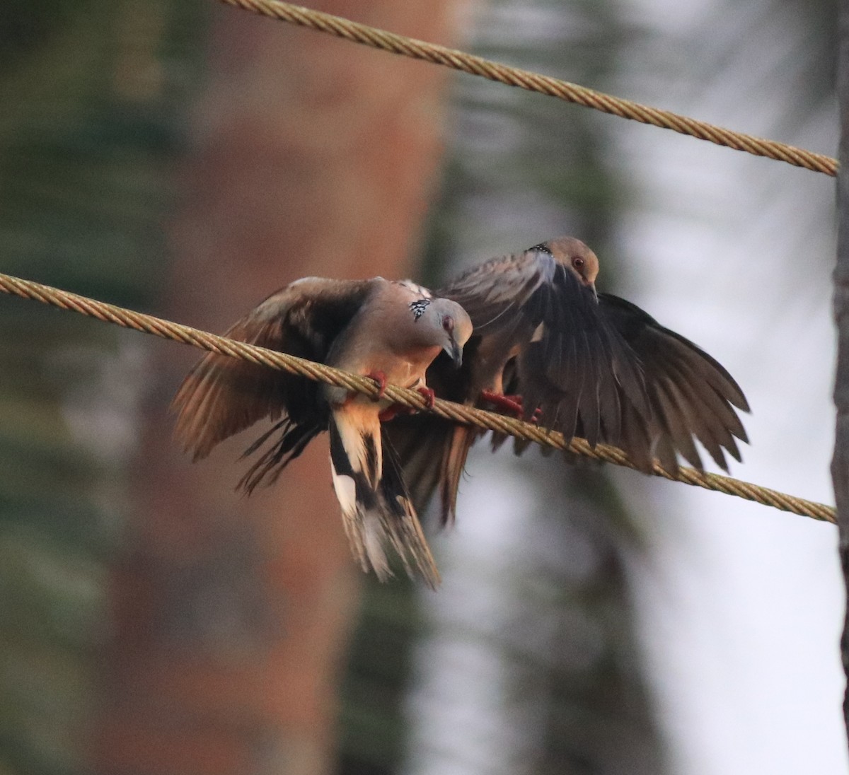 Spotted Dove - ML638424424