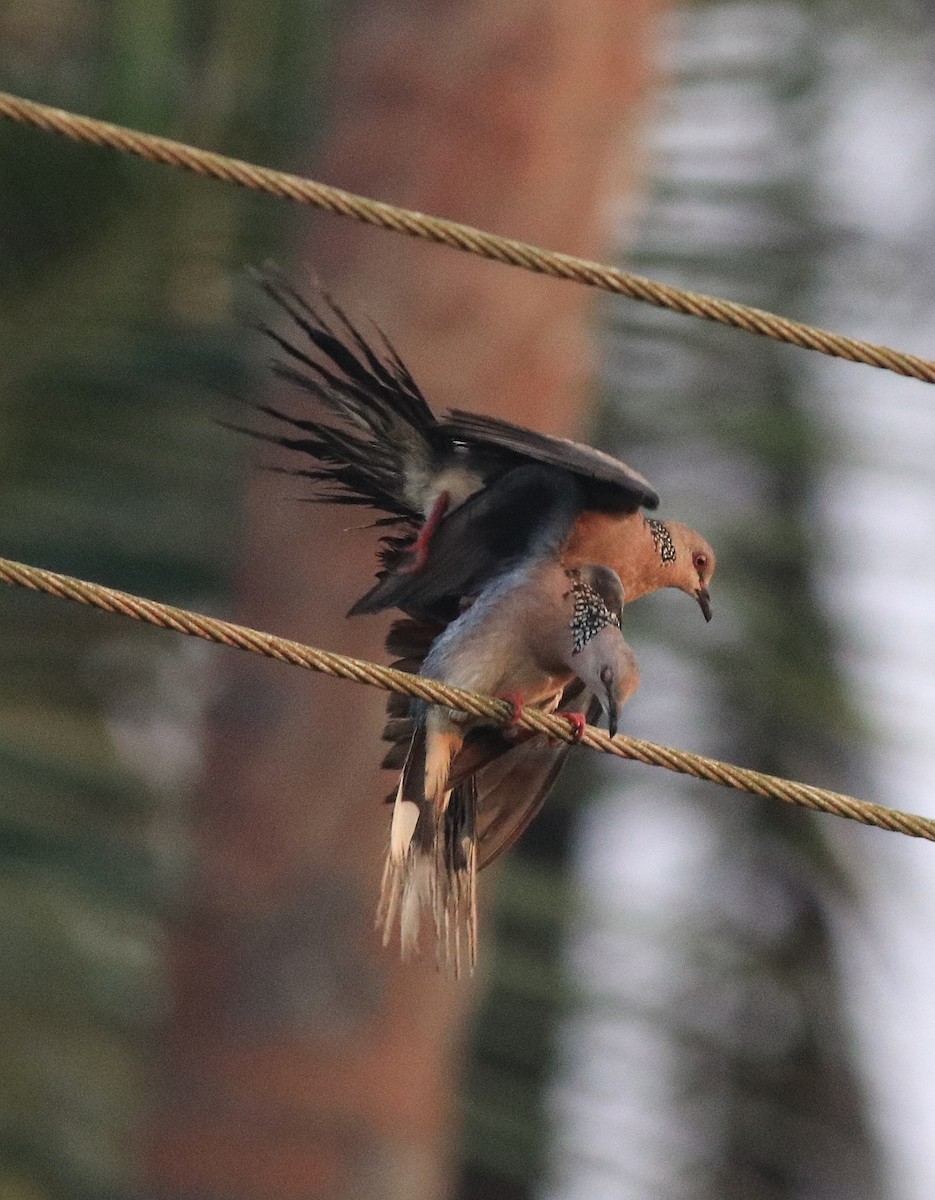 Spotted Dove - ML638424425