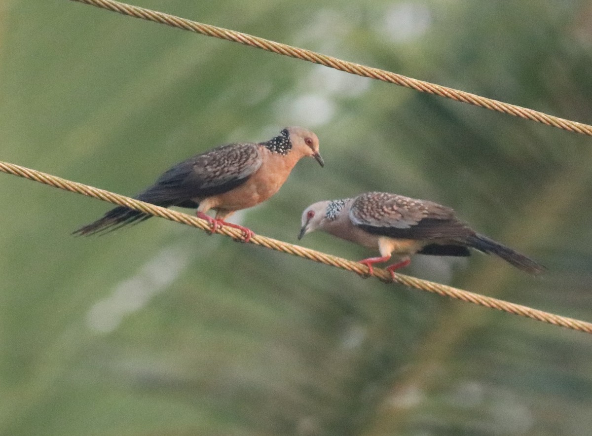 Spotted Dove - ML638424426