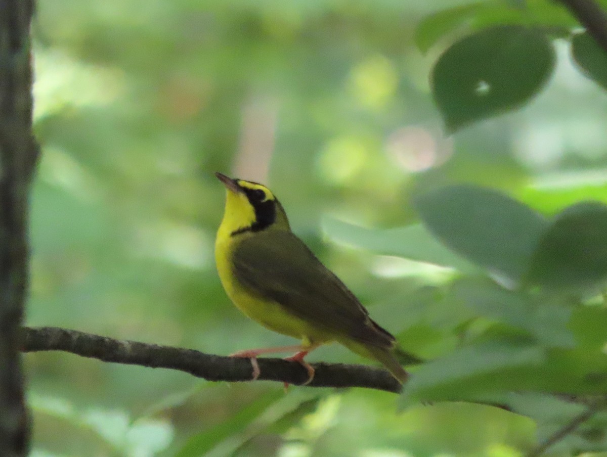 Kentucky Warbler - ML638424439