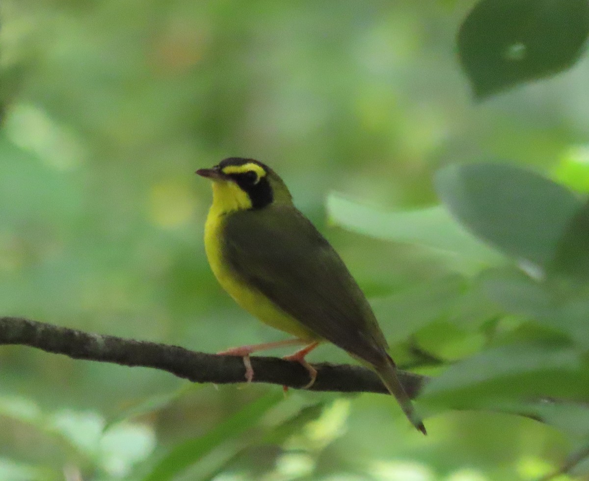 Kentucky Warbler - ML638424440