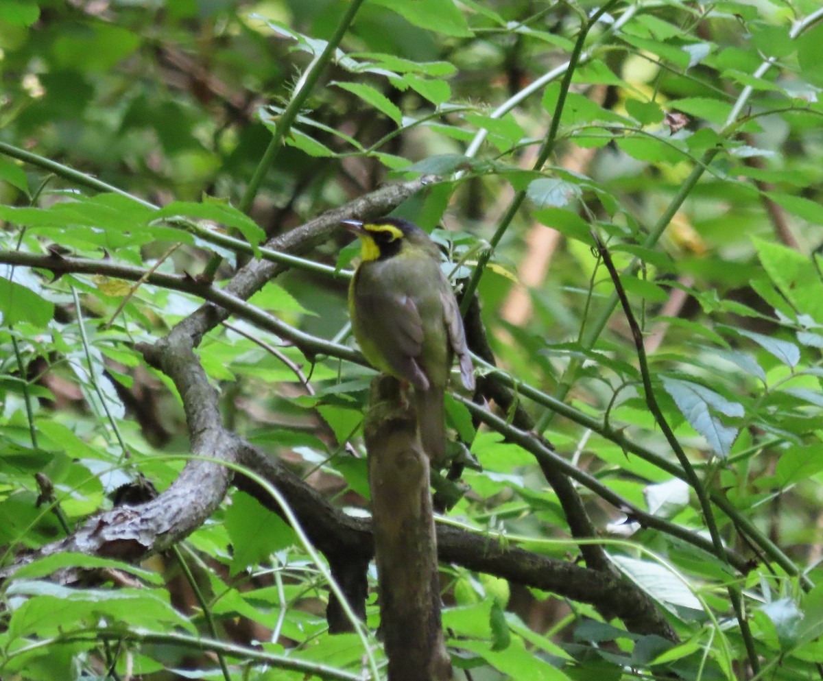 Kentucky Warbler - ML638424444