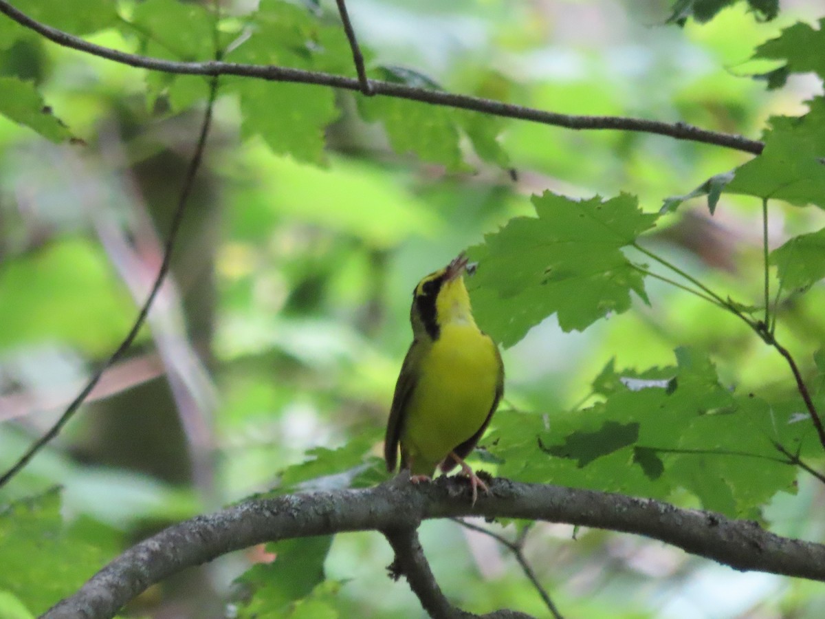 Kentucky Warbler - ML638424446