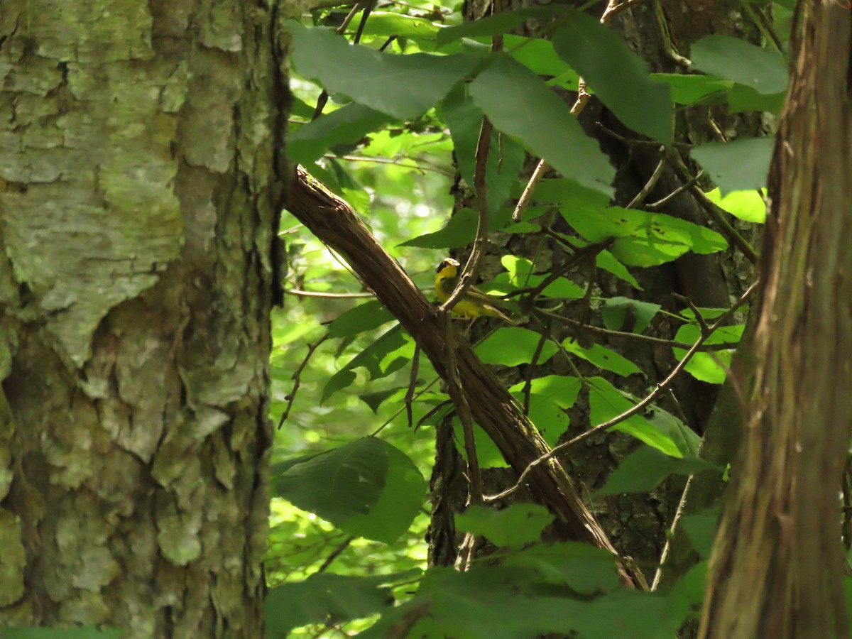 Kentucky Warbler - ML638424447