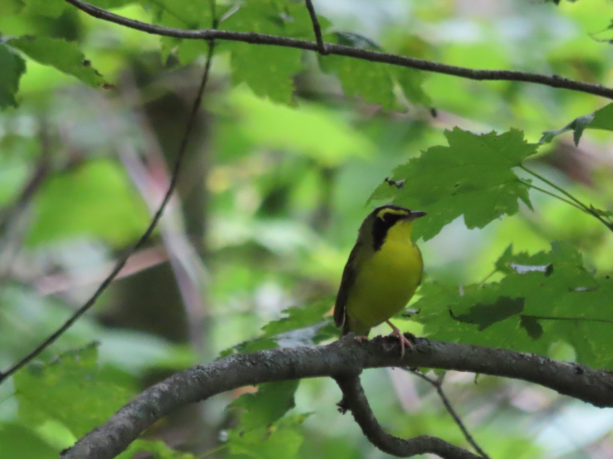 Kentucky Warbler - ML638424448