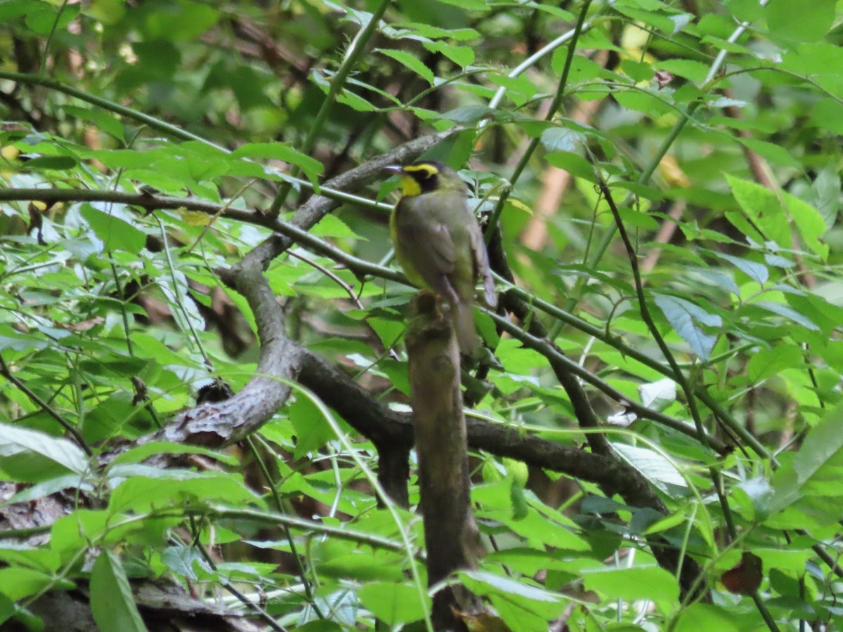 Kentucky Warbler - ML638424449