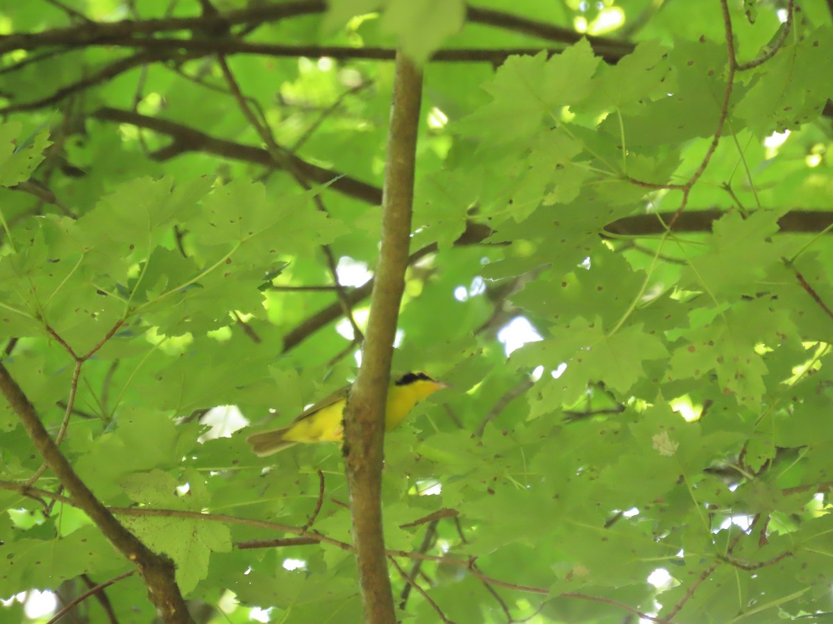 Kentucky Warbler - ML638424450