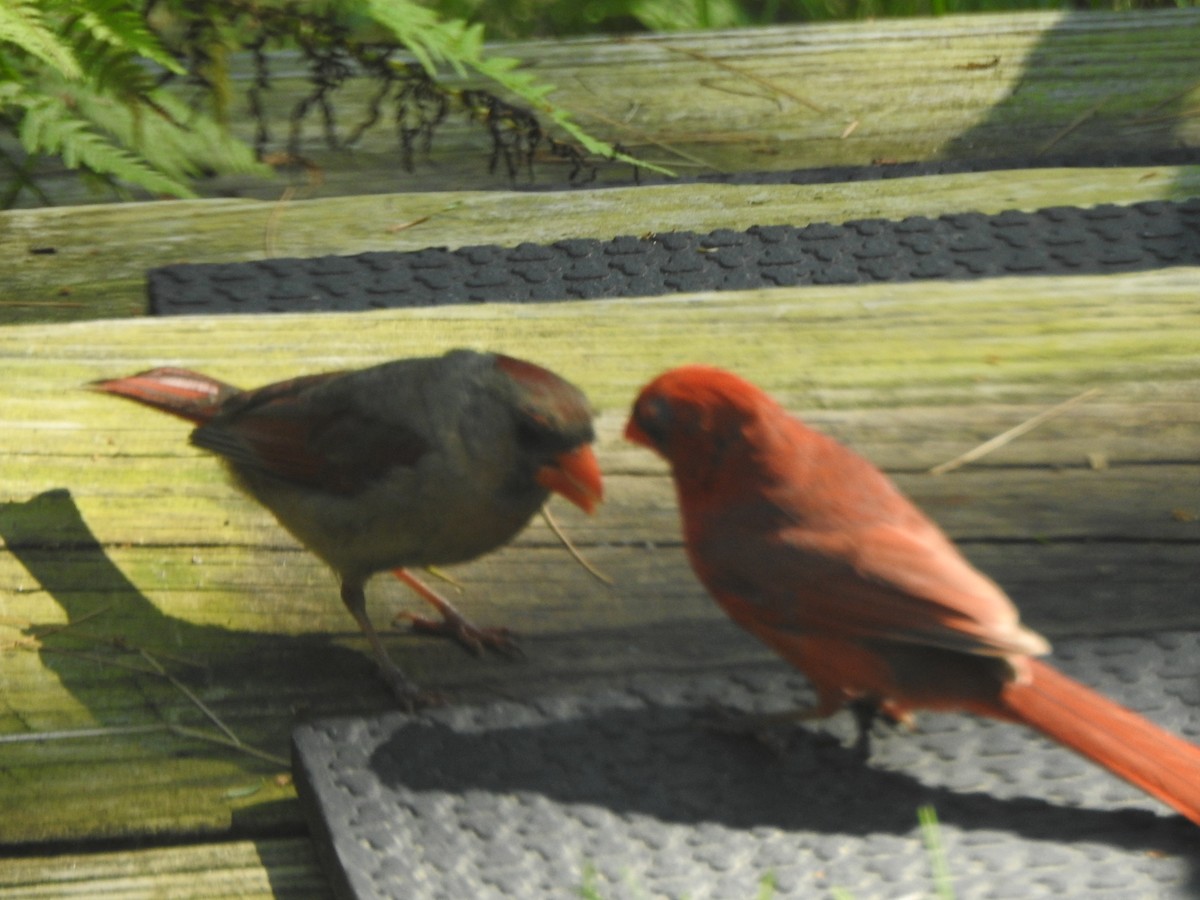 Northern Cardinal - ML638424467