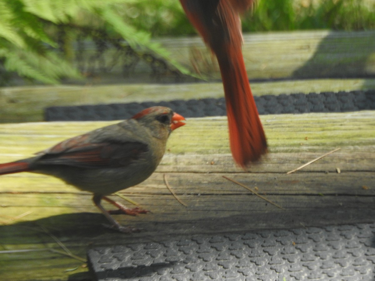 Northern Cardinal - ML638424468