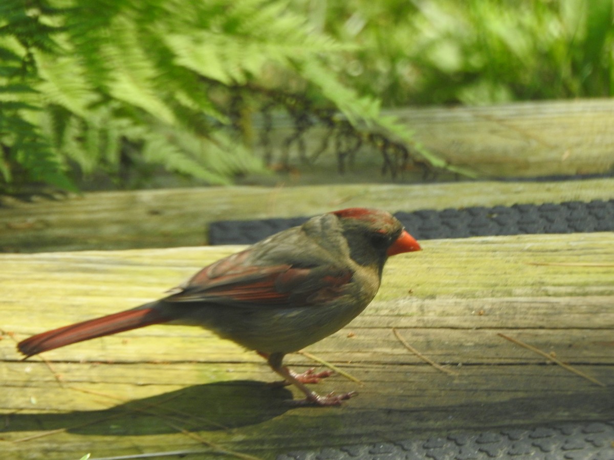 Northern Cardinal - ML638424469