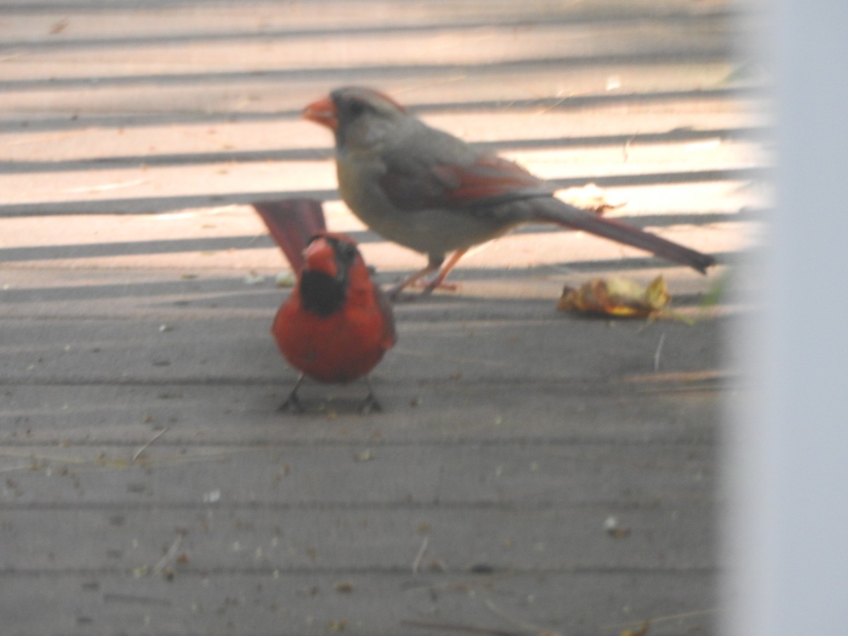 Northern Cardinal - ML638424471