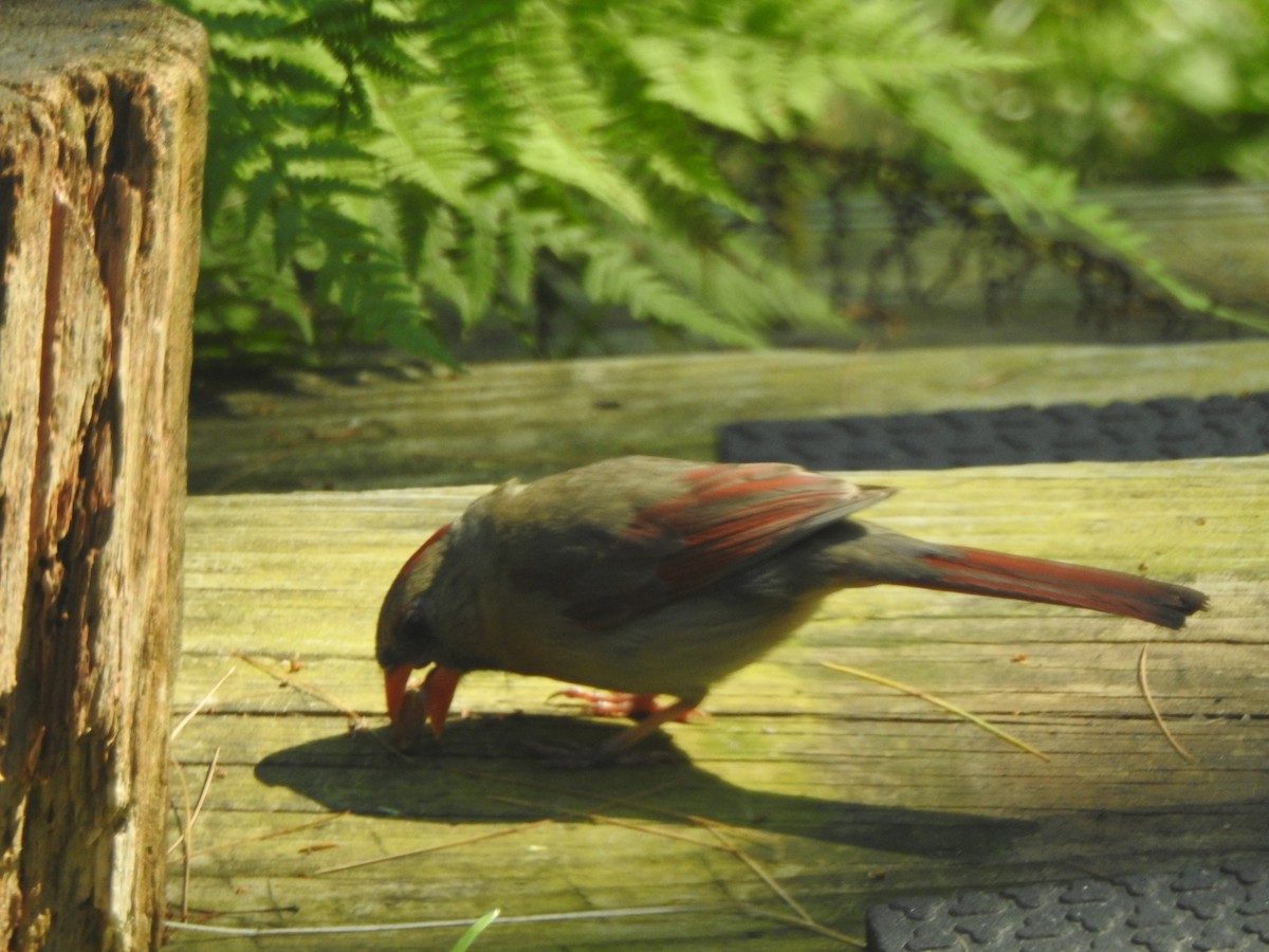 Northern Cardinal - ML638424472
