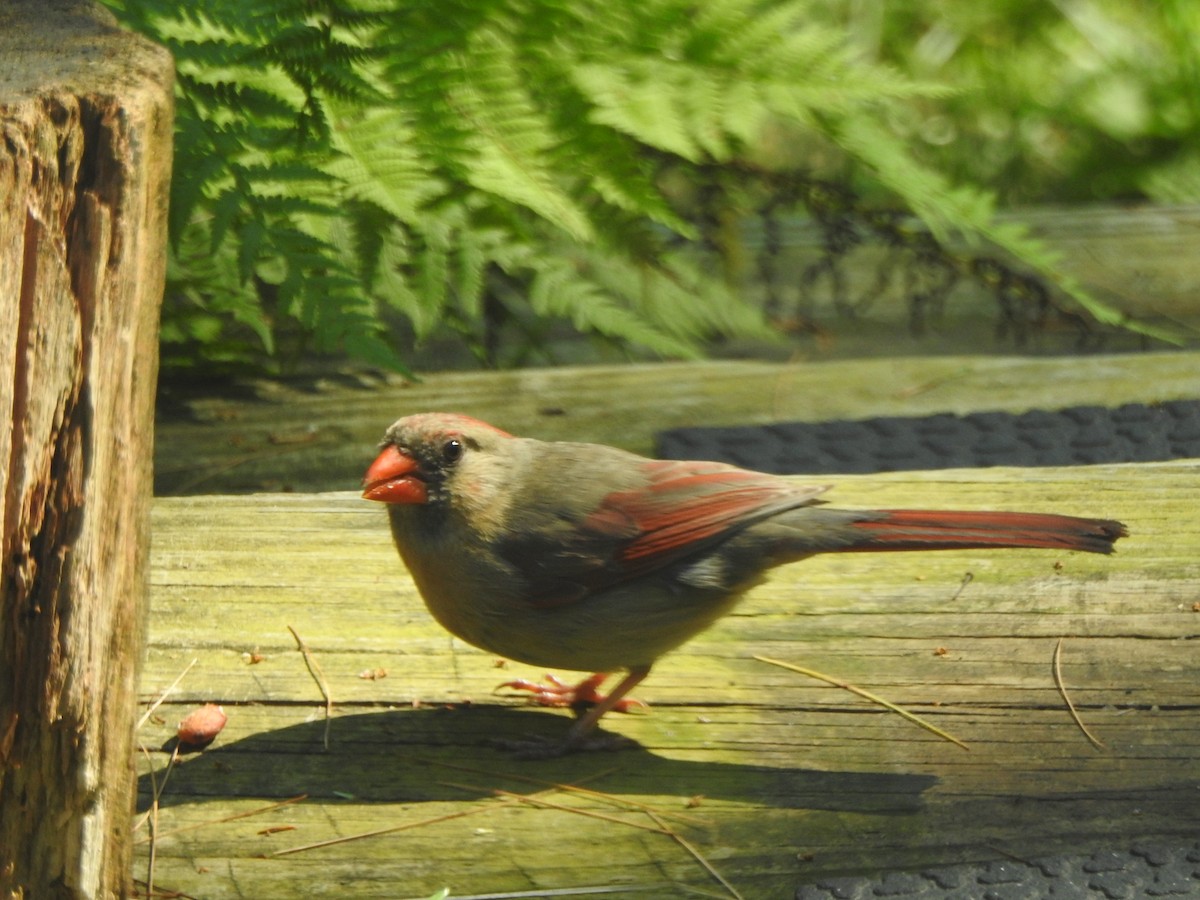 Northern Cardinal - ML638424474