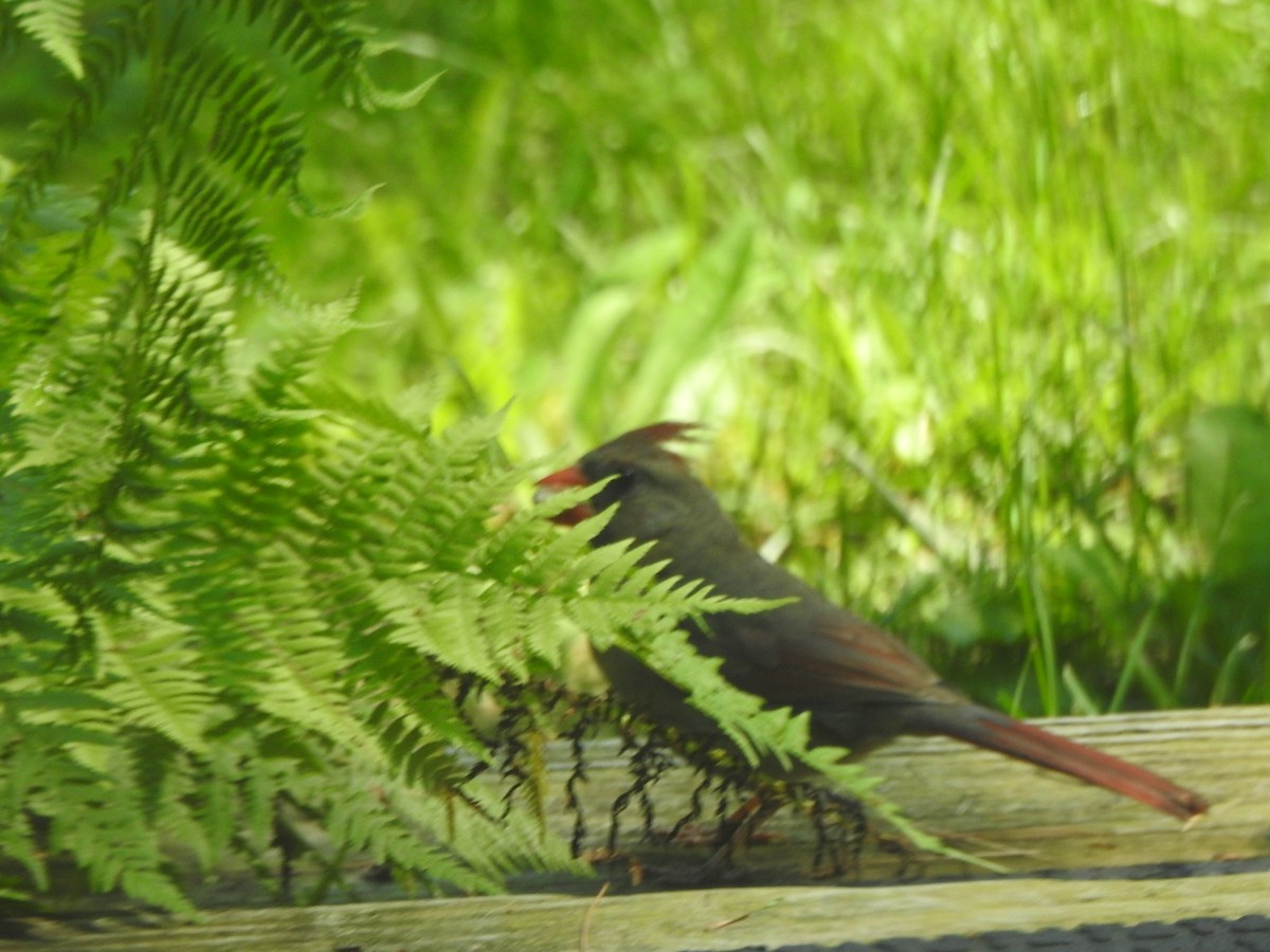Northern Cardinal - ML638424475