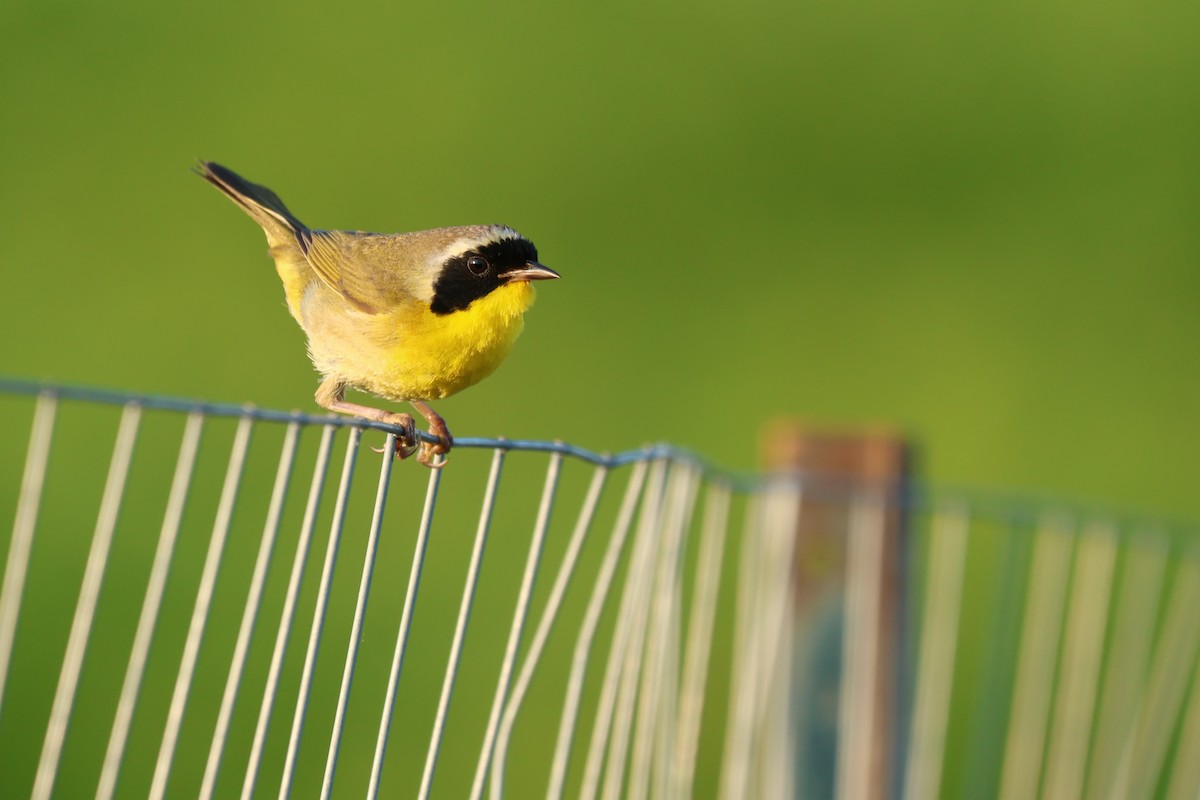 Common Yellowthroat - ML638424493