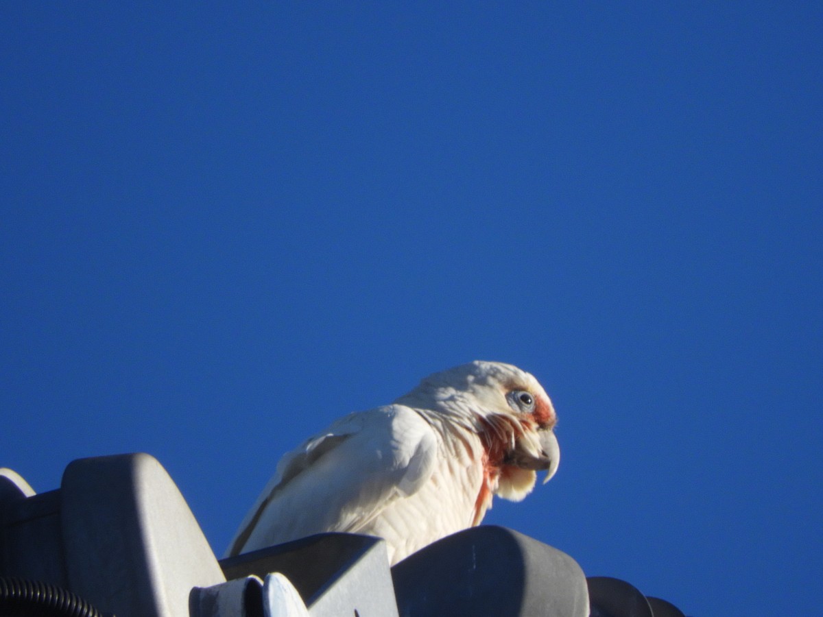 Long-billed Corella - ML638424494