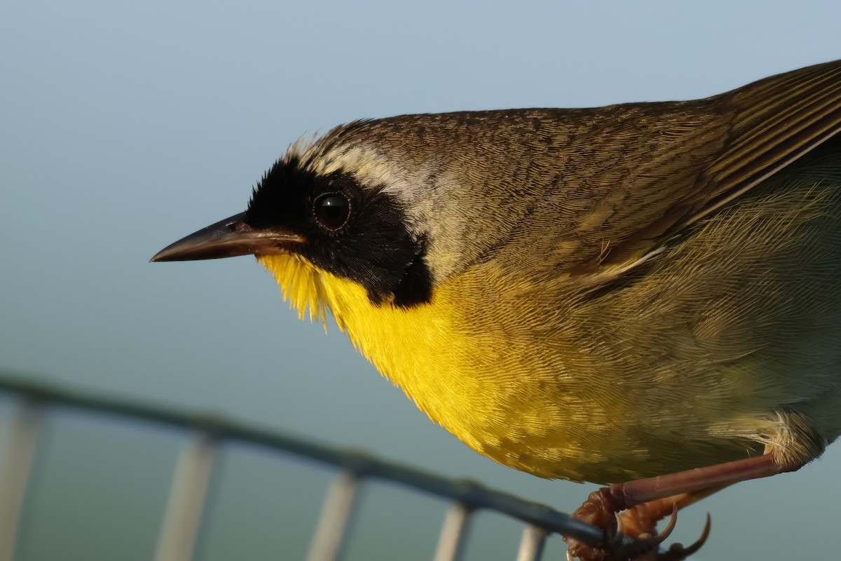 Common Yellowthroat - ML638424496