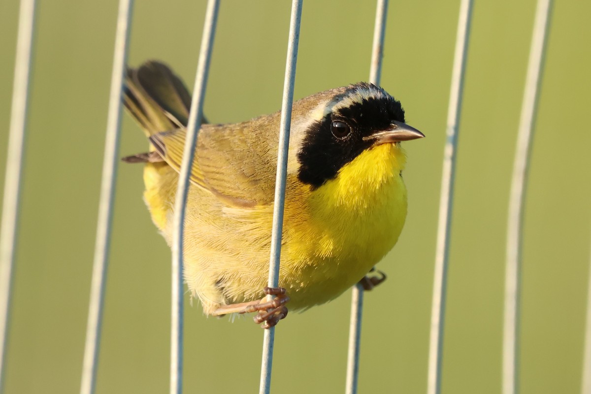 Common Yellowthroat - ML638424498