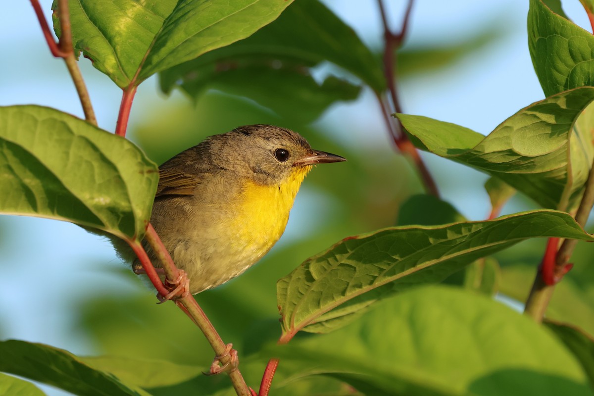 Common Yellowthroat - ML638424499