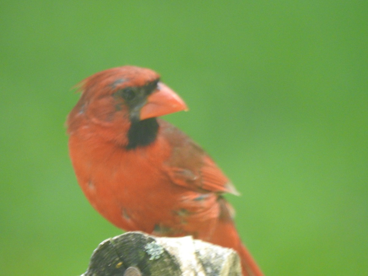 Northern Cardinal - ML638424509