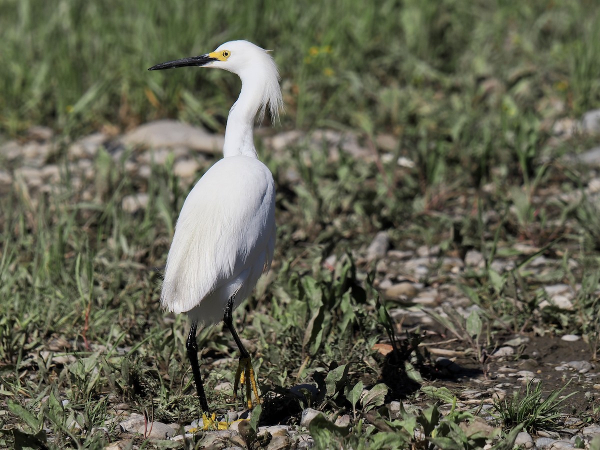 Snowy Egret - ML638424510