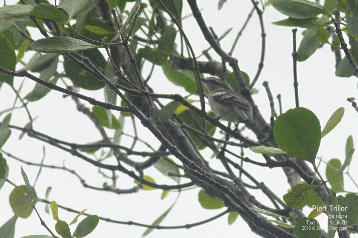 Pied Triller - ML638424514