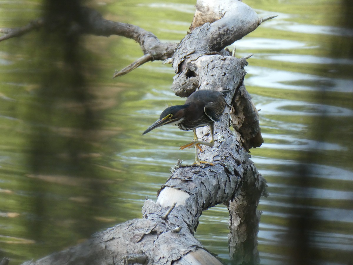 Green Heron - ML638424529