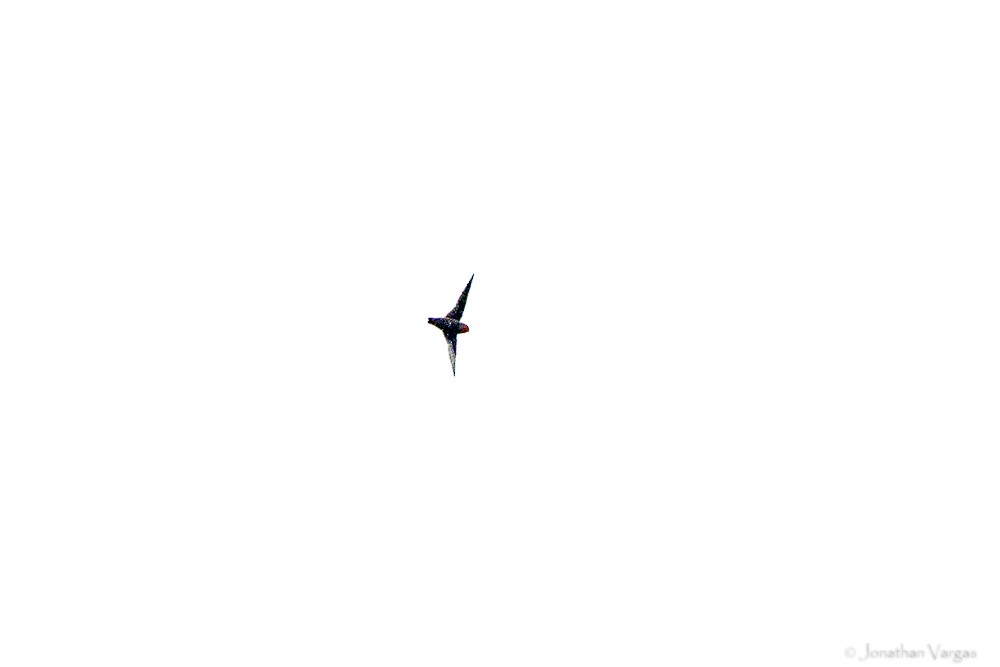 Chestnut-collared Swift - ML638424547