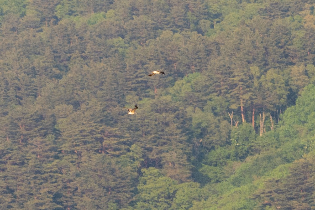 Northern Fulmar - ML638424551