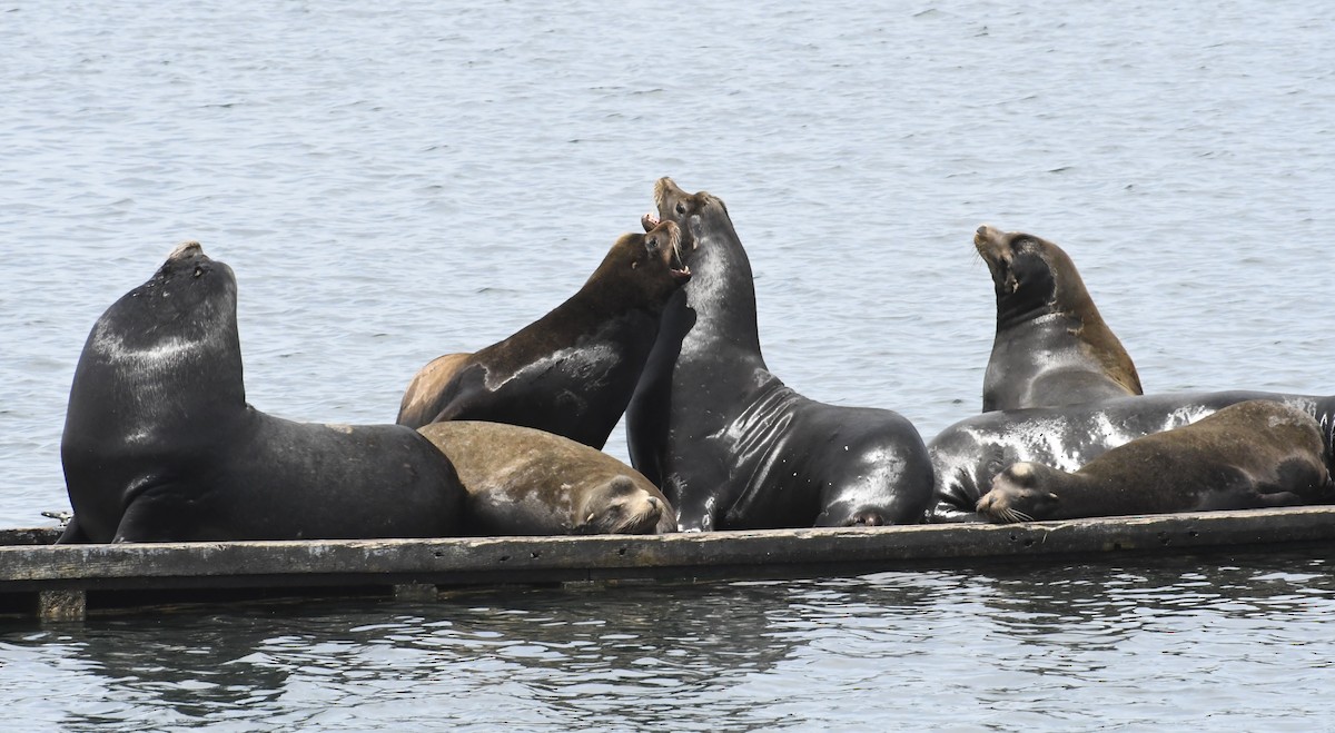 California Sea Lion - ML638424554