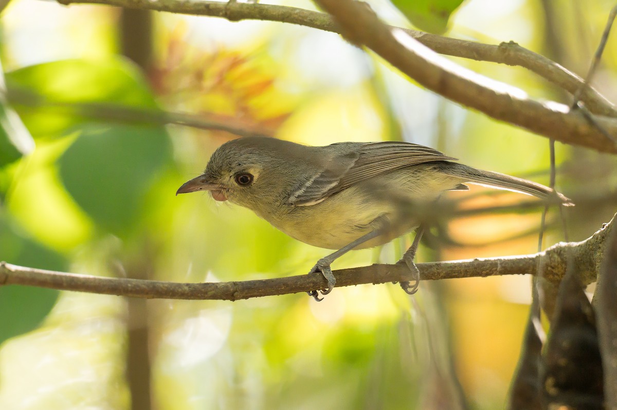Cuban Vireo - ML638424566