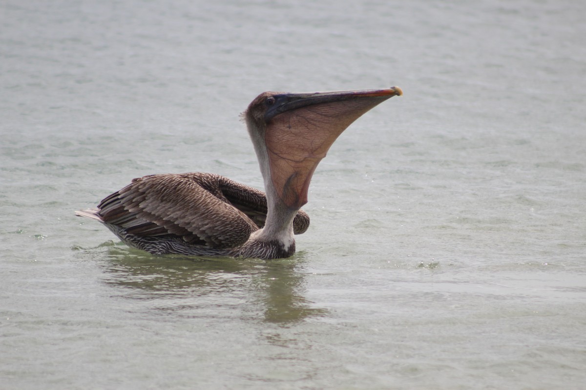 Brown Pelican - ML638424608