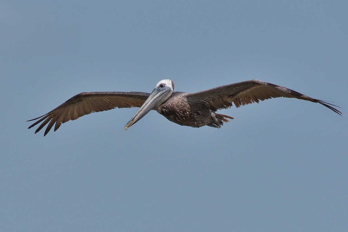 Brown Pelican - ML638424617