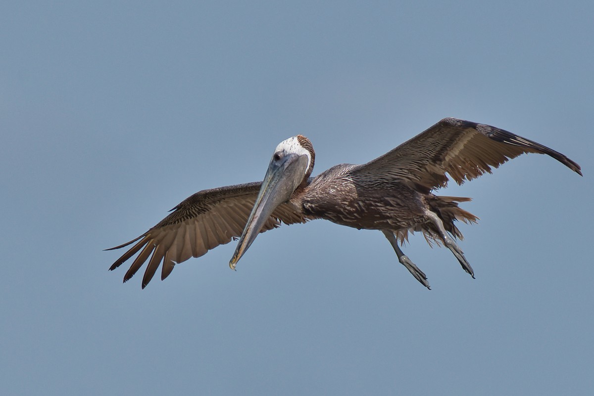Brown Pelican - ML638424630
